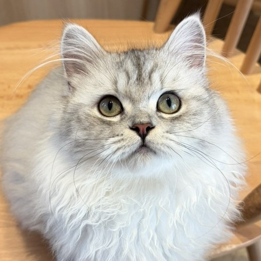 糸